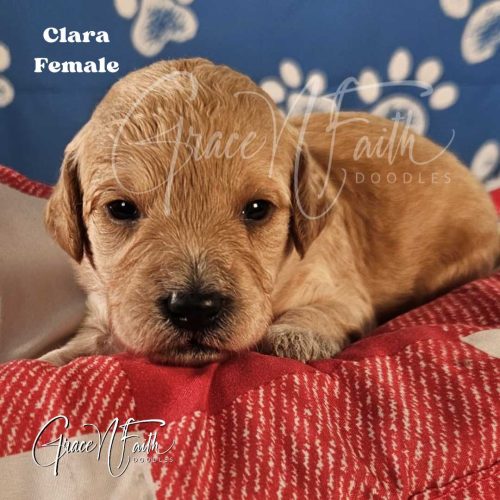 F1b mini goldendoodle in Colorado F1b labradoodle in Colorado F1 goldendoodle in Colorado Golden doodle