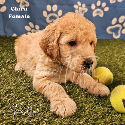 F1b mini goldendoodle in Colorado F1b labradoodle in Colorado F1 goldendoodle in Colorado Golden doodle