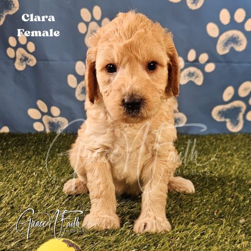 F1b mini goldendoodle in Colorado F1b labradoodle in Colorado F1 goldendoodle in Colorado Golden doodle