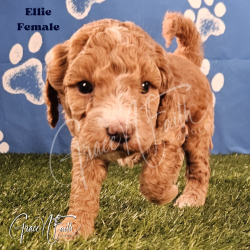 F1b mini goldendoodle in Colorado F1b labradoodle in Colorado F1 goldendoodle in Colorado Golden doodle