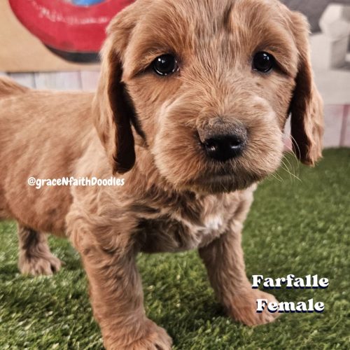 F1b mini goldendoodle in Colorado F1b labradoodle in Colorado F1 golden doodle in Colorado Golden Doodles near me