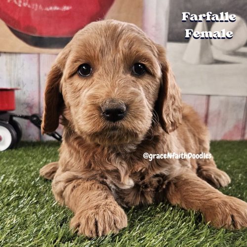 F1b mini goldendoodle in Colorado F1b labradoodle in Colorado F1 golden doodle in Colorado Golden Doodles near me