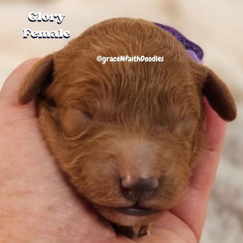 F1b mini goldendoodle in Colorado F1b labradoodle in Colorado F1 golden doodle in Colorado Golden Doodles near me