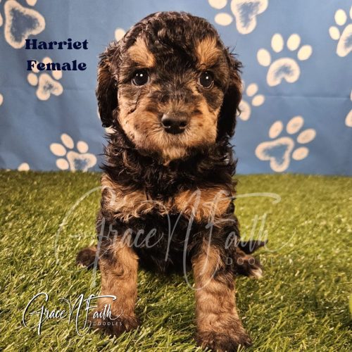 F1b mini goldendoodle in Colorado F1b labradoodle in Colorado F1 goldendoodle in Colorado Golden doodle