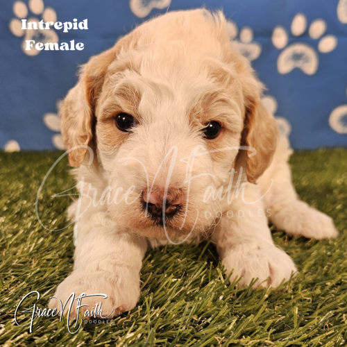 F1b mini goldendoodle in Colorado F1b labradoodle in Colorado F1 goldendoodle in Colorado Golden doodle