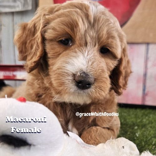 F1b mini goldendoodle in Colorado F1b labradoodle in Colorado F1 golden doodle in Colorado Golden Doodles near me
