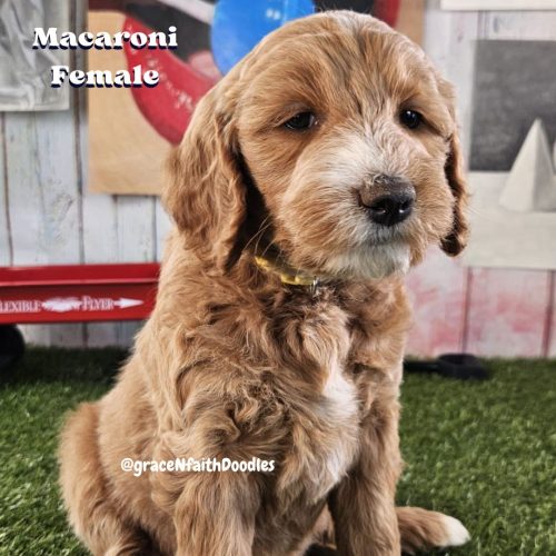 F1b mini goldendoodle in Colorado F1b labradoodle in Colorado F1 golden doodle in Colorado Golden Doodles near me