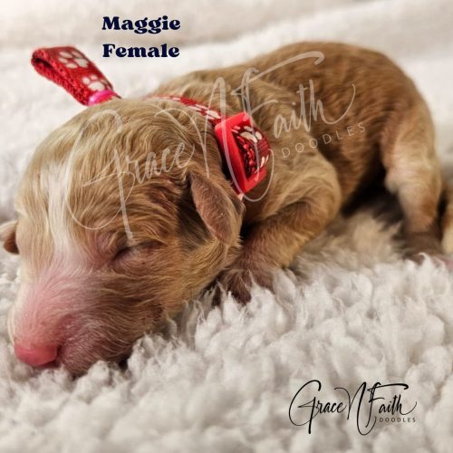 F1b mini goldendoodle in Colorado F1b labradoodle in Colorado F1 golden