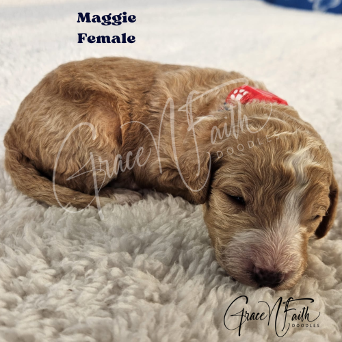 F1b mini goldendoodle in Colorado F1b labradoodle in Colorado F1 golden