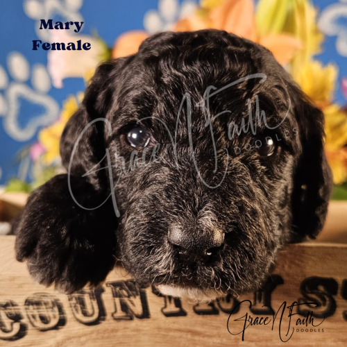F1b mini goldendoodle in Colorado F1b labradoodle in Colorado F1 golden