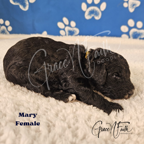 F1b mini goldendoodle in Colorado F1b labradoodle in Colorado F1 golden