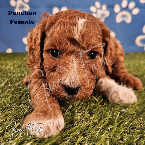 F1b mini goldendoodle in Colorado F1b labradoodle in Colorado F1 goldendoodle in Colorado Golden doodle