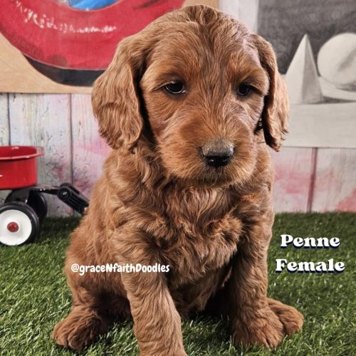 F1b mini goldendoodle in Colorado F1b labradoodle in Colorado F1 golden doodle in Colorado Golden Doodles near me