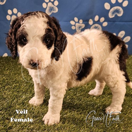 F1b mini goldendoodle in Colorado F1b labradoodle in Colorado F1 goldendoodle in Colorado Golden doodle