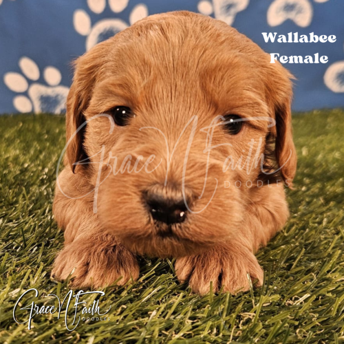 F1b mini goldendoodle in Colorado F1b labradoodle in Colorado F1 goldendoodle in Colorado Golden doodle