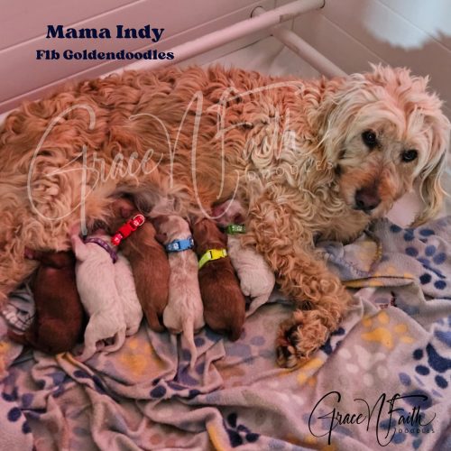 F1b mini goldendoodle in Colorado F1b labradoodle in Colorado F1 goldendoodle in Colorado Golden doodle