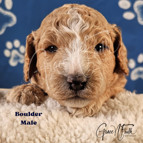 F1b mini goldendoodle in Colorado F1b labradoodle in Colorado F1 golden