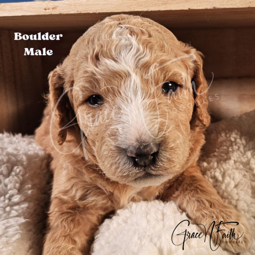 F1b mini goldendoodle in Colorado F1b labradoodle in Colorado F1 golden