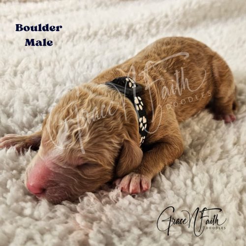 F1b mini goldendoodle in Colorado F1b labradoodle in Colorado F1 golden