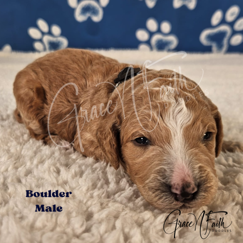 F1b mini goldendoodle in Colorado F1b labradoodle in Colorado F1 golden