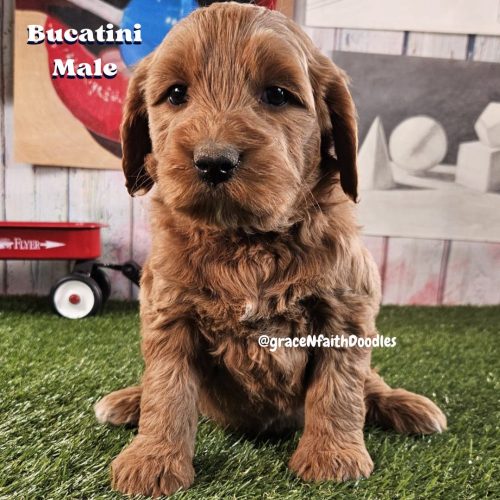 F1b mini goldendoodle in Colorado F1b labradoodle in Colorado F1 golden doodle in Colorado Golden Doodles near me