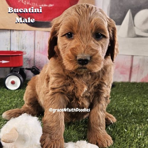 F1b mini goldendoodle in Colorado F1b labradoodle in Colorado F1 golden doodle in Colorado Golden Doodles near me