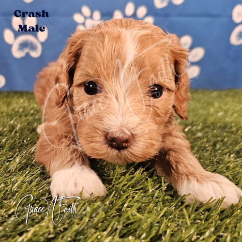 F1b mini goldendoodle in Colorado F1b labradoodle in Colorado F1 goldendoodle in Colorado Golden doodle