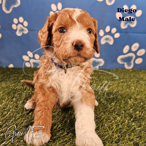 F1b mini goldendoodle in Colorado F1b labradoodle in Colorado F1 goldendoodle in Colorado Golden doodle