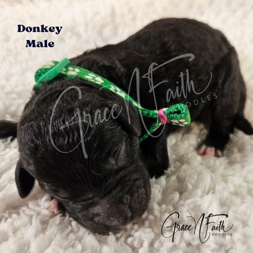 F1b mini goldendoodle in Colorado F1b labradoodle in Colorado F1 golden