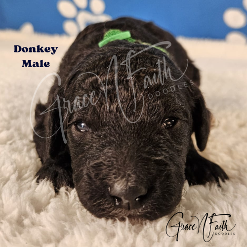 F1b mini goldendoodle in Colorado F1b labradoodle in Colorado F1 golden