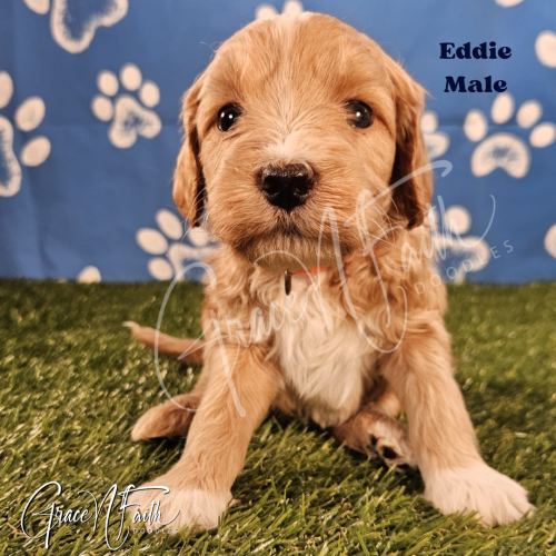 F1b mini goldendoodle in Colorado F1b labradoodle in Colorado F1 goldendoodle in Colorado Golden doodle