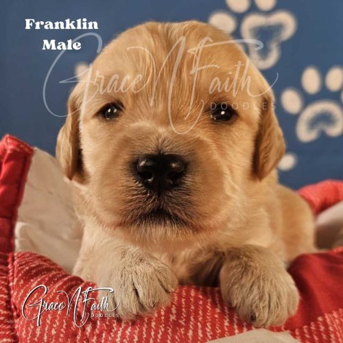 F1b mini goldendoodle in Colorado F1b labradoodle in Colorado F1 goldendoodle in Colorado Golden doodle