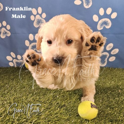 F1b mini goldendoodle in Colorado F1b labradoodle in Colorado F1 goldendoodle in Colorado Golden doodle