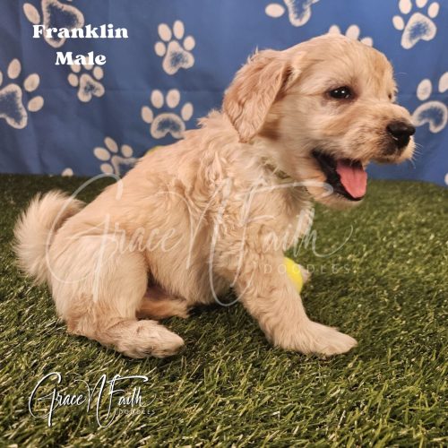 F1b mini goldendoodle in Colorado F1b labradoodle in Colorado F1 goldendoodle in Colorado Golden doodle