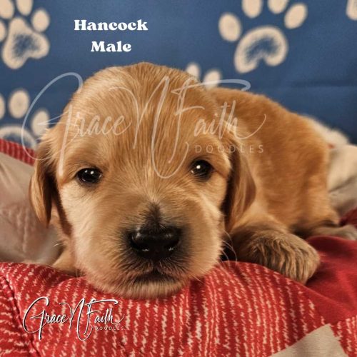 F1b mini goldendoodle in Colorado F1b labradoodle in Colorado F1 goldendoodle in Colorado Golden doodle