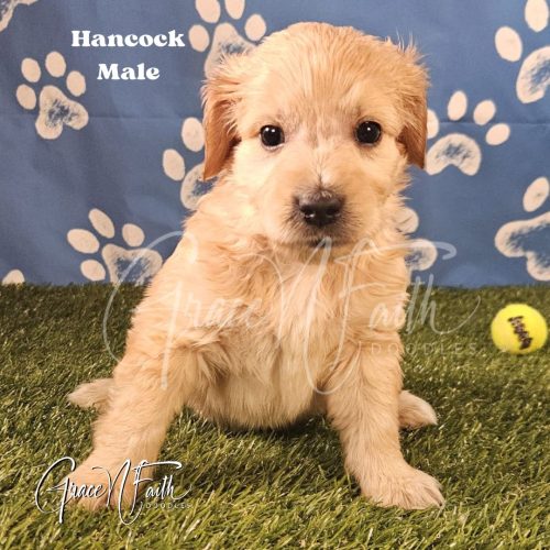 F1b mini goldendoodle in Colorado F1b labradoodle in Colorado F1 goldendoodle in Colorado Golden doodle