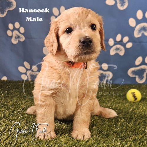 F1b mini goldendoodle in Colorado F1b labradoodle in Colorado F1 goldendoodle in Colorado Golden doodle