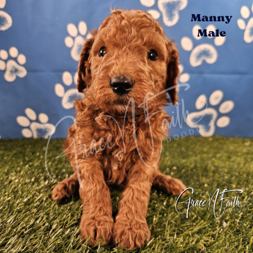F1b mini goldendoodle in Colorado F1b labradoodle in Colorado F1 goldendoodle in Colorado Golden doodle