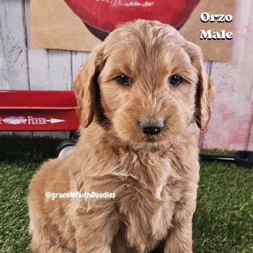 F1b mini goldendoodle in Colorado F1b labradoodle in Colorado F1 golden doodle in Colorado Golden Doodles near me