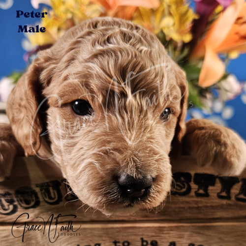 F1b mini goldendoodle in Colorado F1b labradoodle in Colorado F1 golden