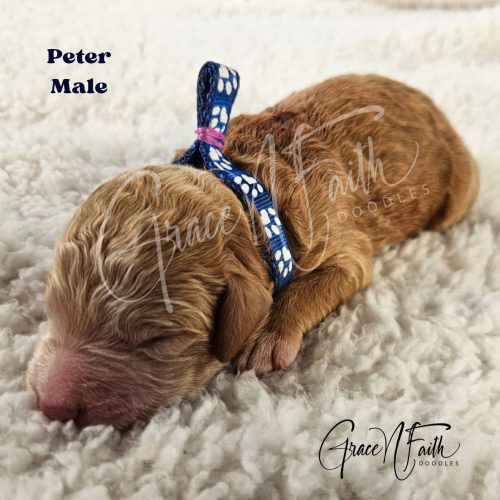 F1b mini goldendoodle in Colorado F1b labradoodle in Colorado F1 golden