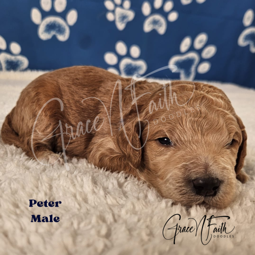 F1b mini goldendoodle in Colorado F1b labradoodle in Colorado F1 golden