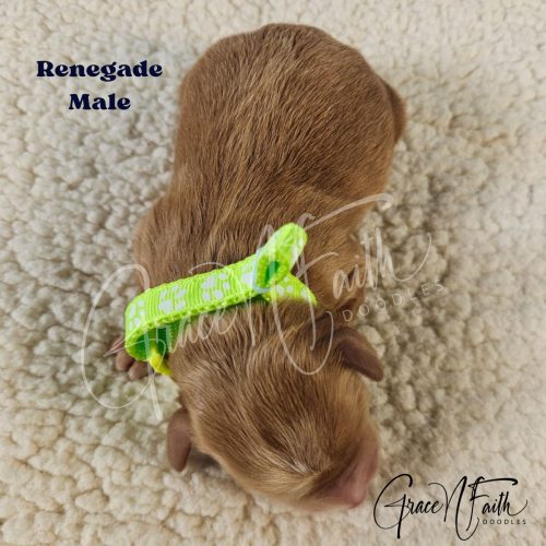 F1b mini goldendoodle in Colorado F1b labradoodle in Colorado F1 goldendoodle in Colorado Golden doodle