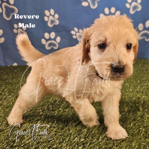 F1b mini goldendoodle in Colorado F1b labradoodle in Colorado F1 goldendoodle in Colorado Golden doodle
