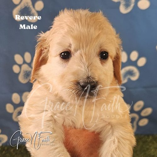 F1b mini goldendoodle in Colorado F1b labradoodle in Colorado F1 goldendoodle in Colorado Golden doodle