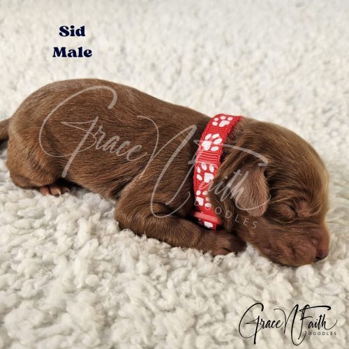 F1b mini goldendoodle in Colorado F1b labradoodle in Colorado F1 golden