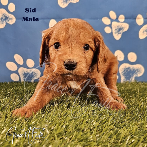 F1b mini goldendoodle in Colorado F1b labradoodle in Colorado F1 goldendoodle in Colorado Golden doodle