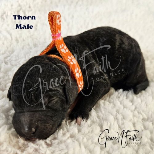 F1b mini goldendoodle in Colorado F1b labradoodle in Colorado F1 golden