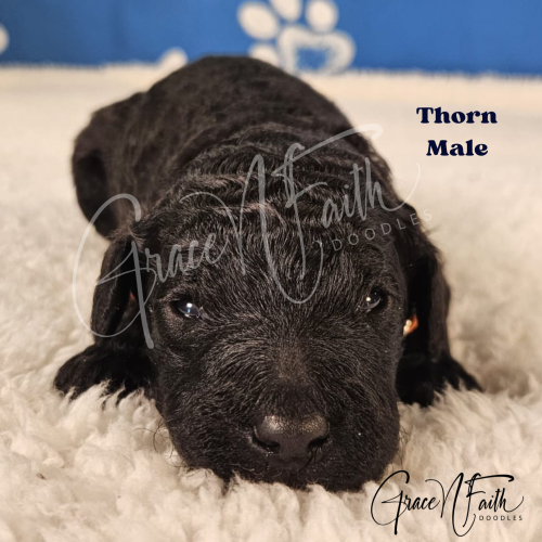 F1b mini goldendoodle in Colorado F1b labradoodle in Colorado F1 golden