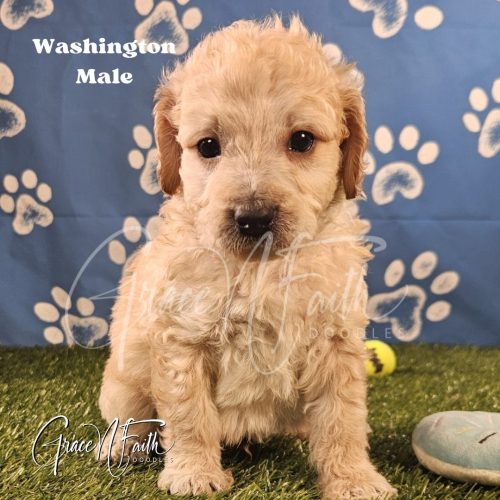 F1b mini goldendoodle in Colorado F1b labradoodle in Colorado F1 goldendoodle in Colorado Golden doodle
